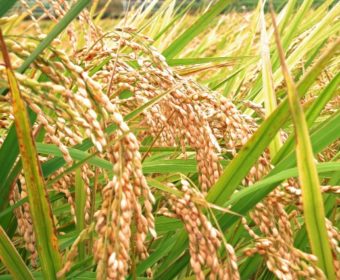 終了しました！【東京・立川】17年10月21日（土曜）確定拠出年金（iDeCo）セミナー（第2回２０１７年秋）