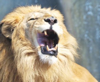 ポイントdeアクティブ積立の注文をだしました